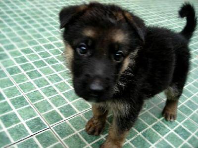 可爱的狗宝宝(配照片)作文