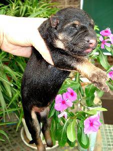 可爱的狗宝宝(配照片)作文