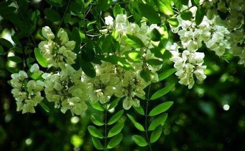 槐花盛开,十里飘香作文