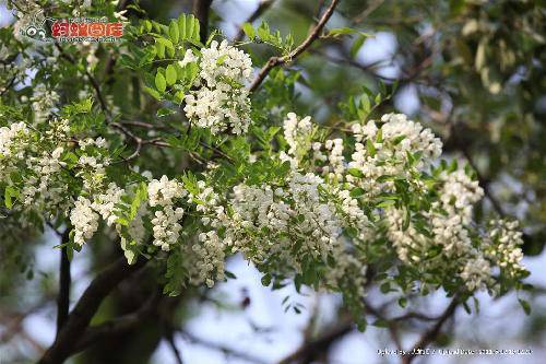 槐花盛开,十里飘香作文