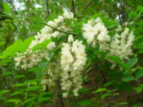 槐花盛开,十里飘香作文