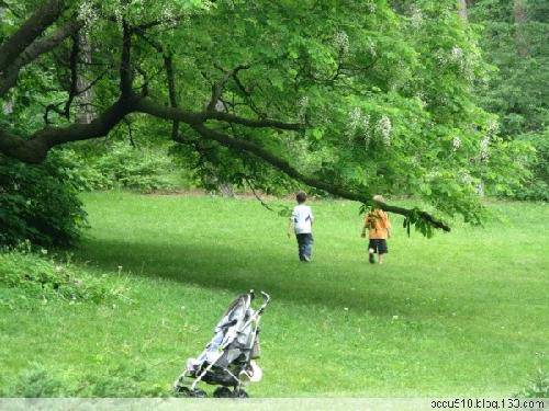 槐花盛开,十里飘香作文