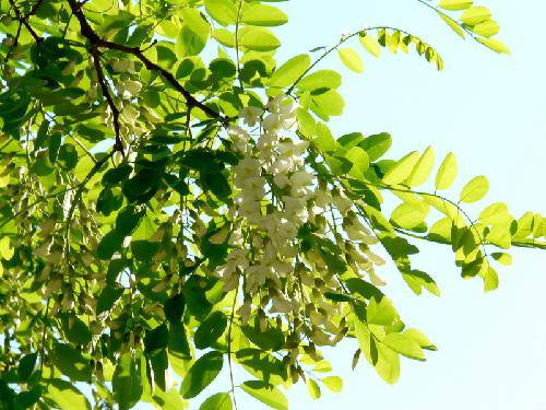 槐花盛开,十里飘香作文