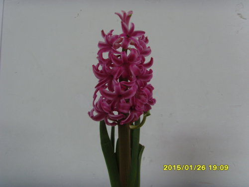 风信子,开了!作文