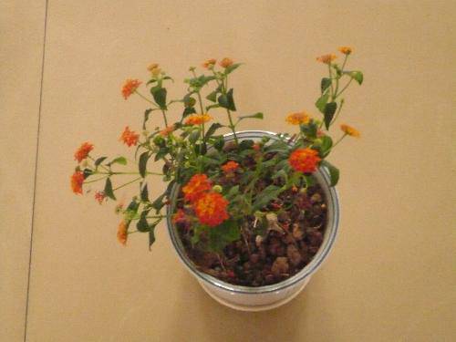 太阳花访谈录作文