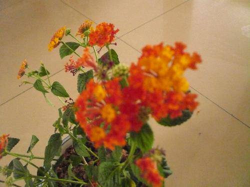 太阳花访谈录作文