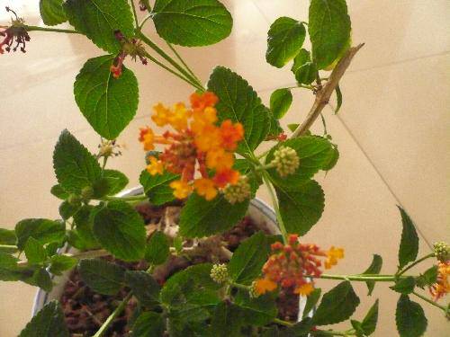 太阳花访谈录作文