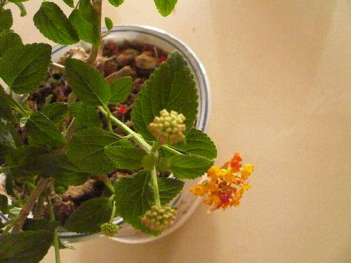 太阳花访谈录作文