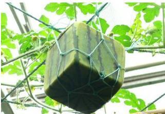 直木为梁,弯木为犁作文