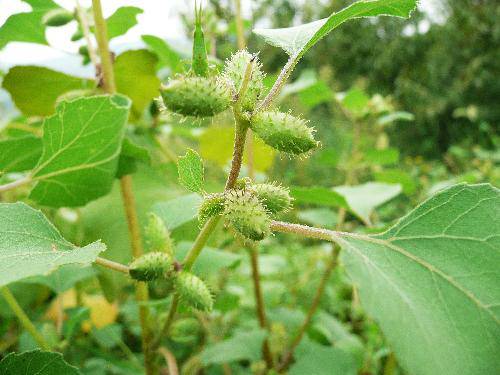 羊毛挂毒草 刺球寄相思——读《博物》所获作文