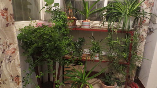 春绿盈盈缀阳台作文