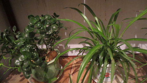 春绿盈盈缀阳台作文