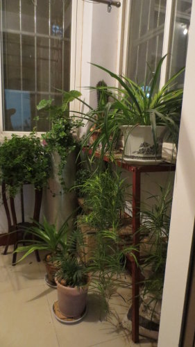 春绿盈盈缀阳台作文