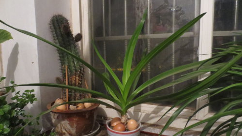 春绿盈盈缀阳台作文