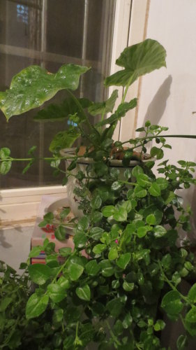 春绿盈盈缀阳台作文