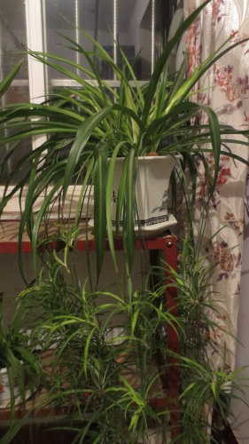 春绿盈盈缀阳台作文