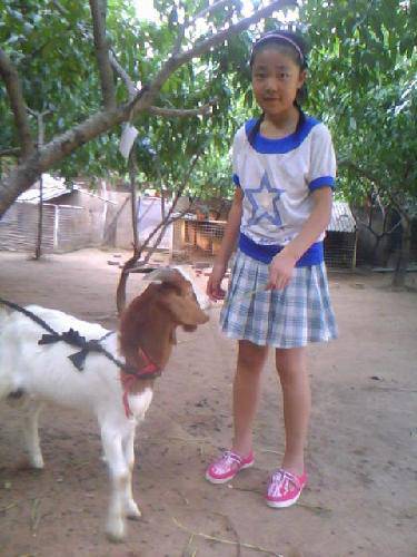 亲亲小动物作文