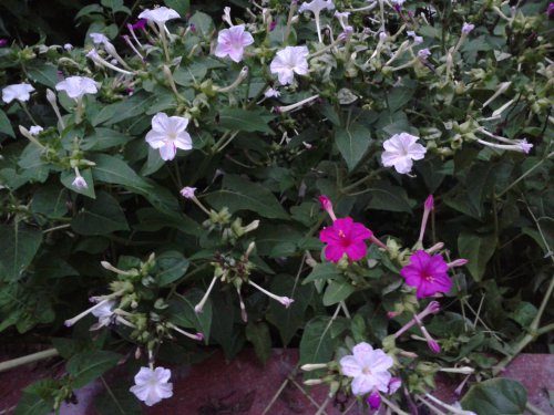 关于“六点花”的研究报告作文