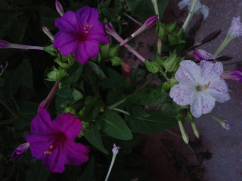 关于“六点花”的研究报告作文