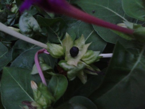 关于“六点花”的研究报告作文