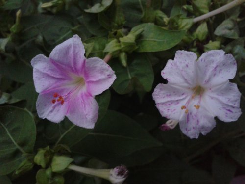 关于“六点花”的研究报告作文