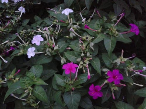 关于“六点花”的研究报告作文