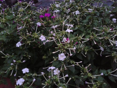 关于“六点花”的研究报告作文