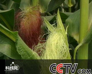 ���ס����ӡ�������ܡ���ѧʱ�⡿����