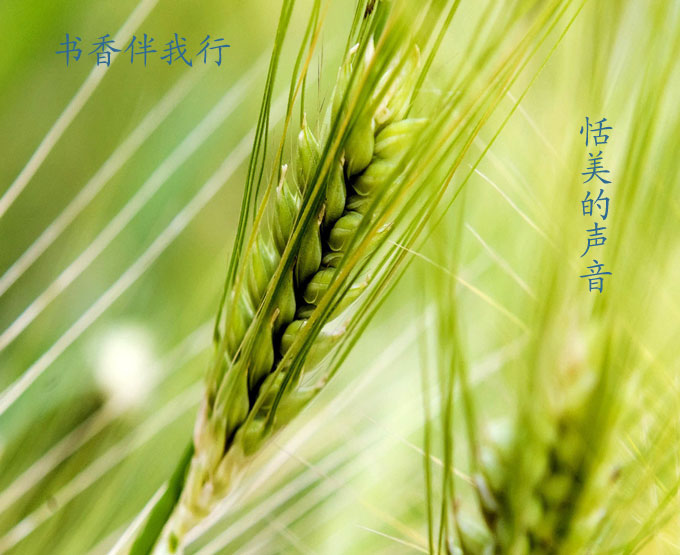 又是一年麦香飘作文
