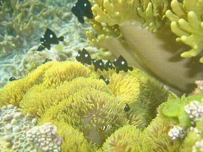 班级共读:《语文大课堂》作文