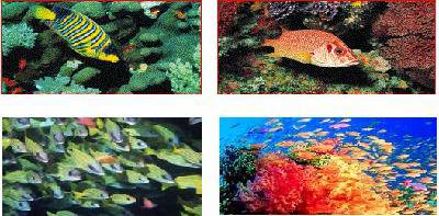 班级共读:《语文大课堂》作文