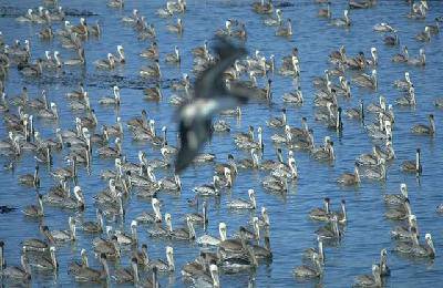 班级共读:《语文大课堂》作文