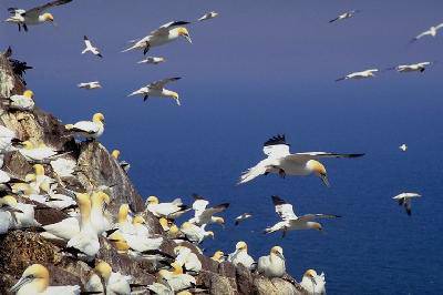 班级共读:《语文大课堂》作文