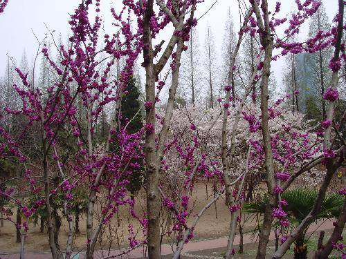 春天里怒放的生命作文