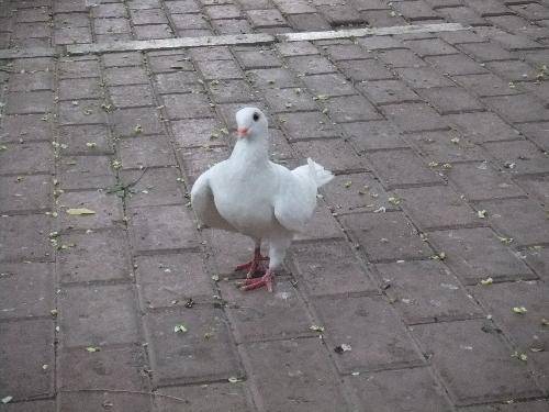 Ų©ķ羰