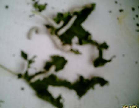 úϼǣһ