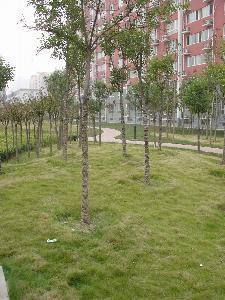 我的百草园作文