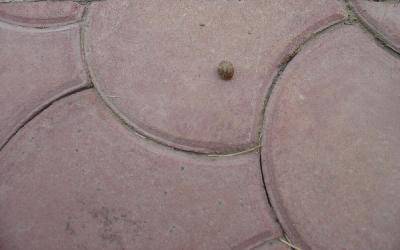 我的百草园作文