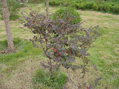 我的百草园作文