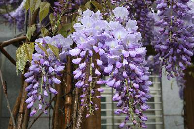 我的百草园作文