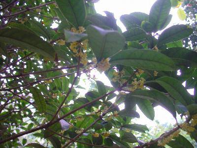 我的百草园作文