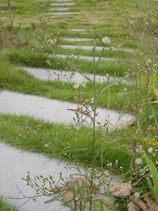 我的百草园作文