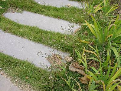 我的百草园作文