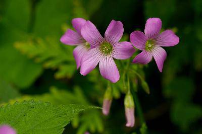 我的百草园作文