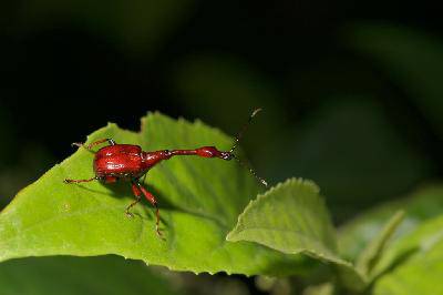 我的百草园作文