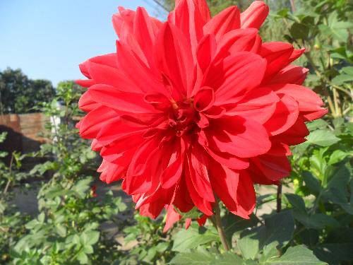 万类霜天竞自由!作文