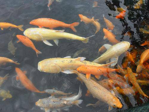 万类霜天竞自由!作文