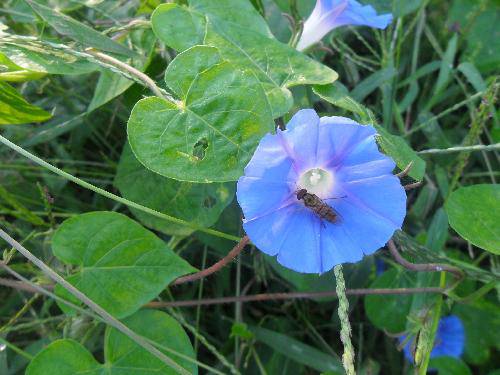 万类霜天竞自由!作文