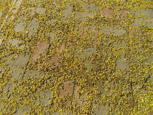 万类霜天竞自由!作文