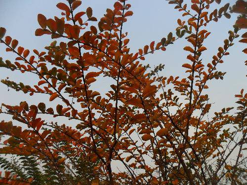 万类霜天竞自由!作文